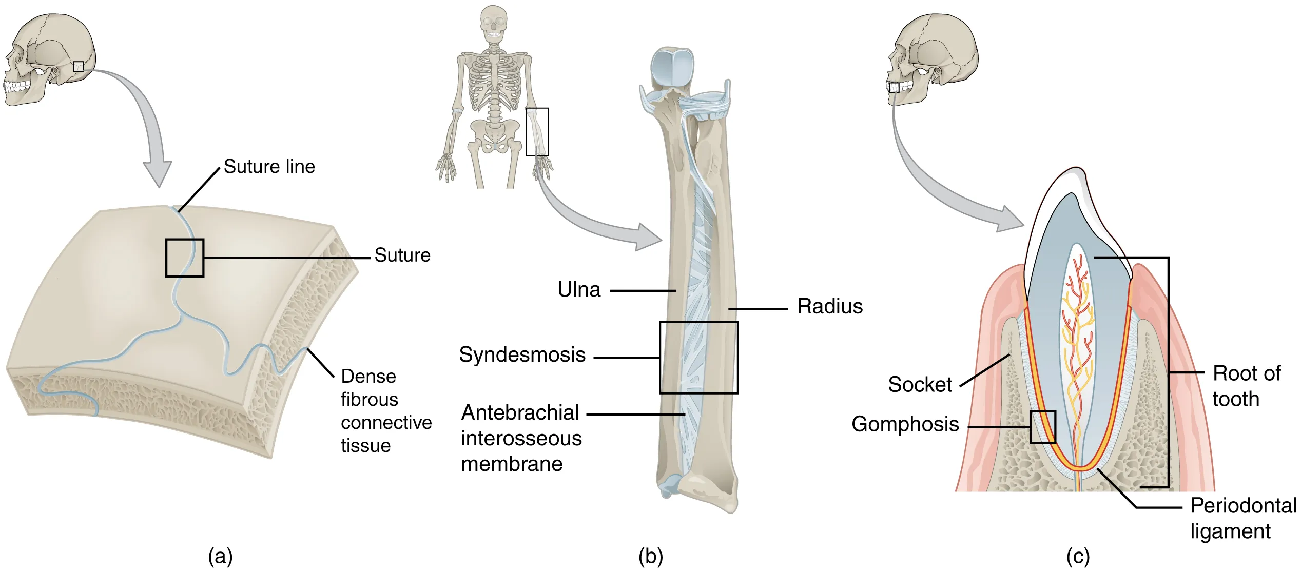 Fibrous joints